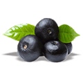 Black Plum